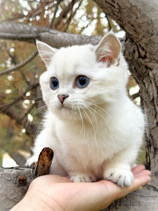 Blue Point Male | Premium