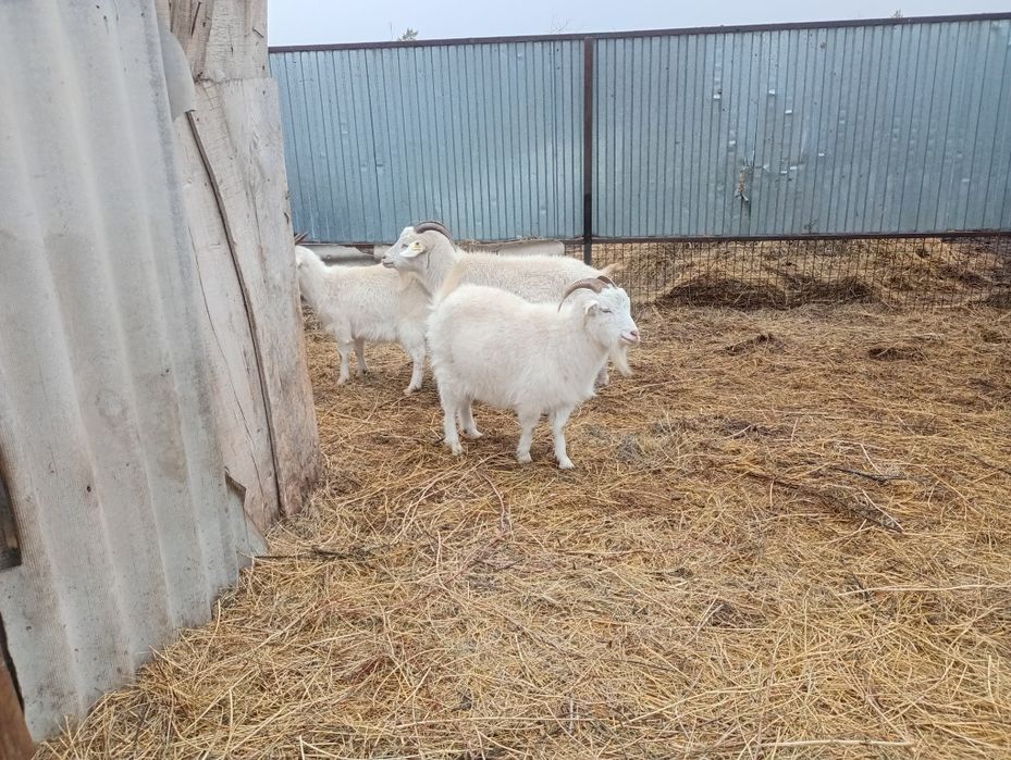 Продам козлов  на племя