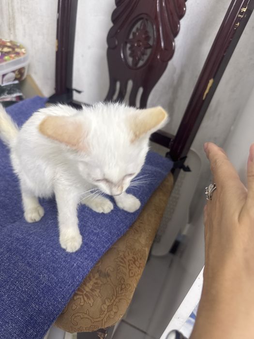 Котенок мальчик