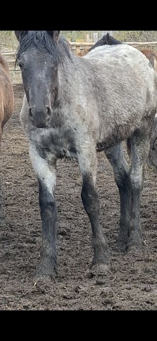 Лошади,  Кобылка