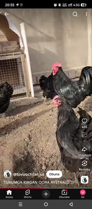 Aftirop Ruminiya 1 ta Huroz 1 Tovuq sotiladi