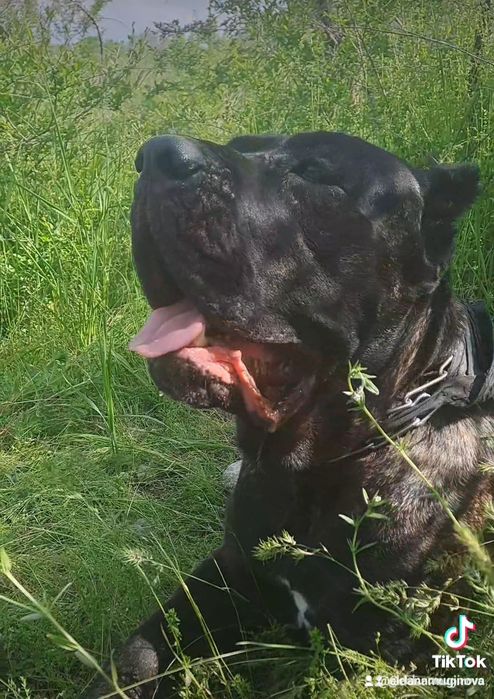 Кане-корсо Вязка