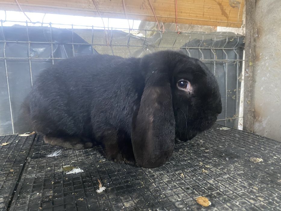 Vand iepuri berebc german !