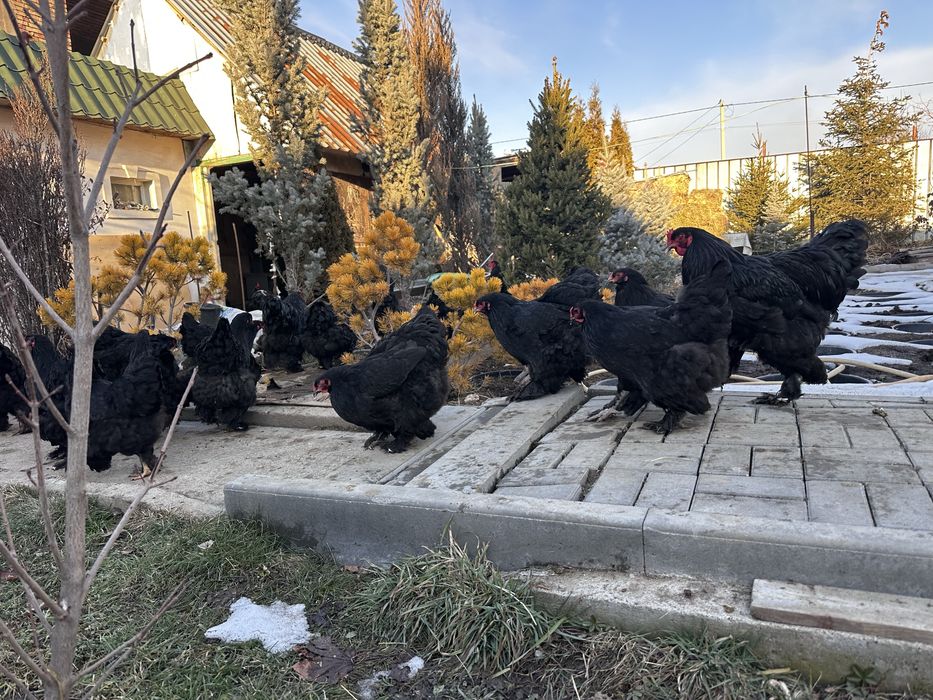 Куры брама черная