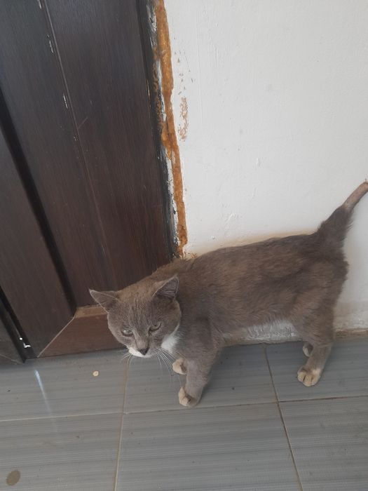 Кот в добрые руки