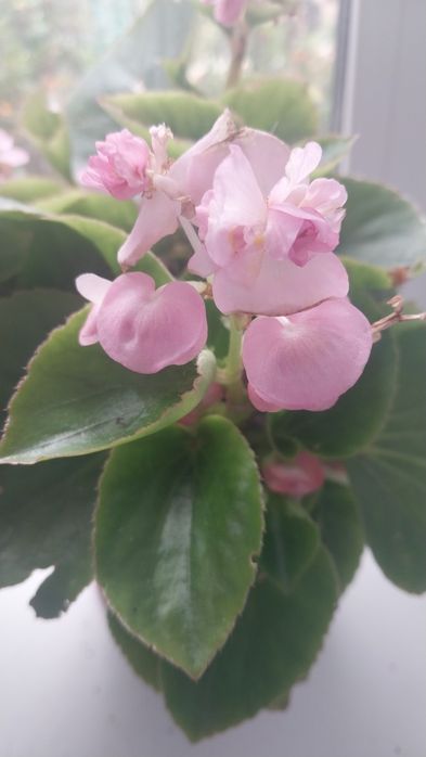 Продам ростишки бегонии