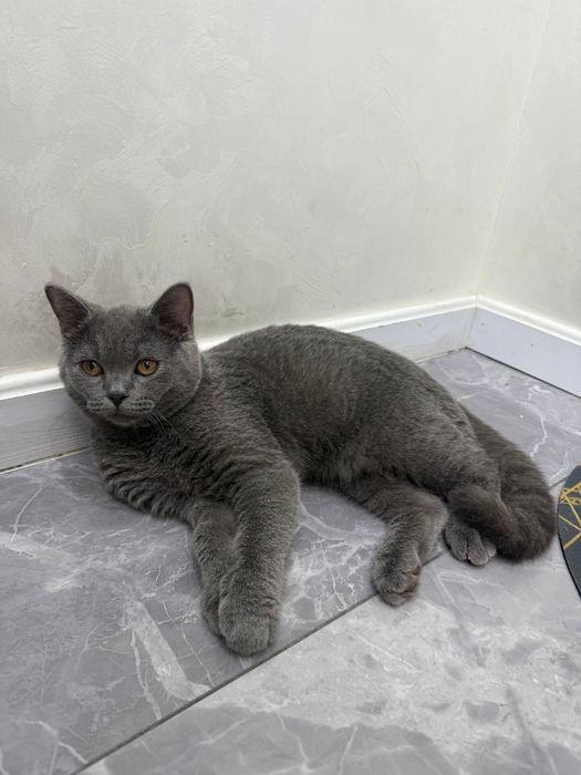 Продаются британские котята скотиш страйи и скотиш фолд