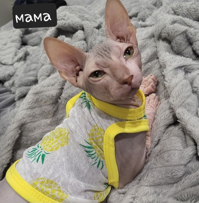 Милые девочки ищут заботливых родителей