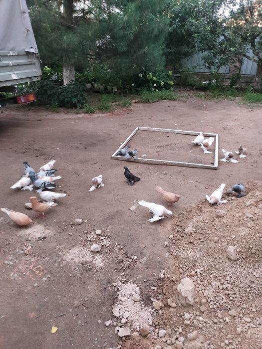 Продам домашних голубей