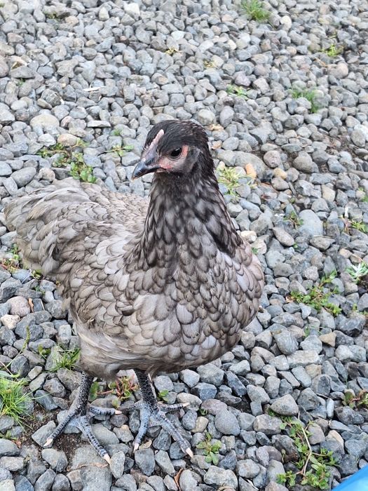 Puicute si cocosi Australorp