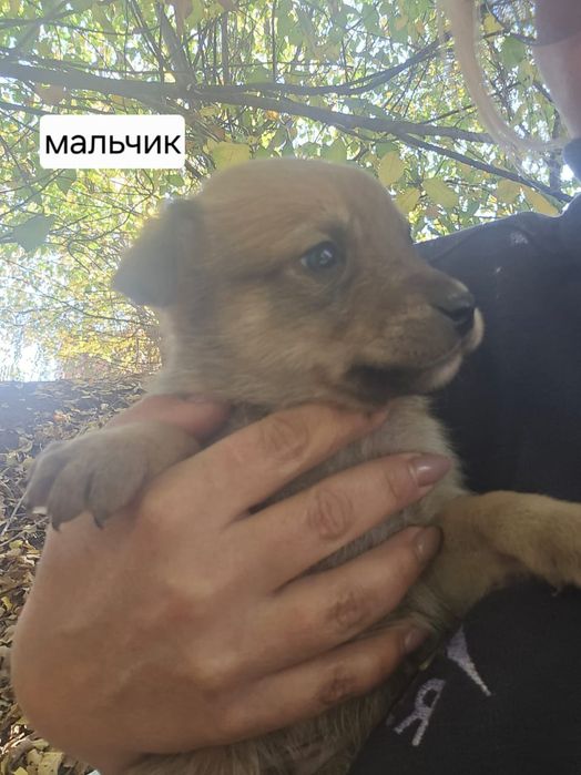 Щенки отдам в хорошие руки