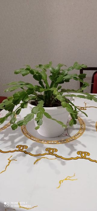 Продаю комнатные растения