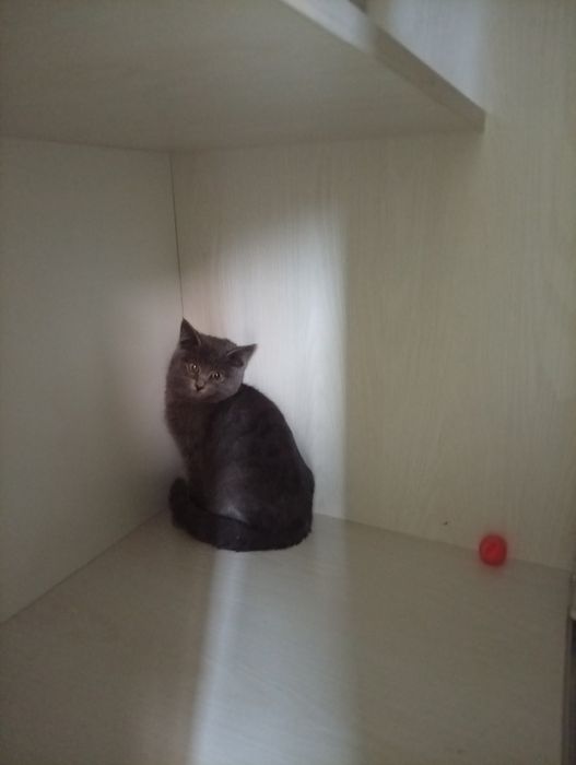 Продам срочно шотландский катёнок девочка