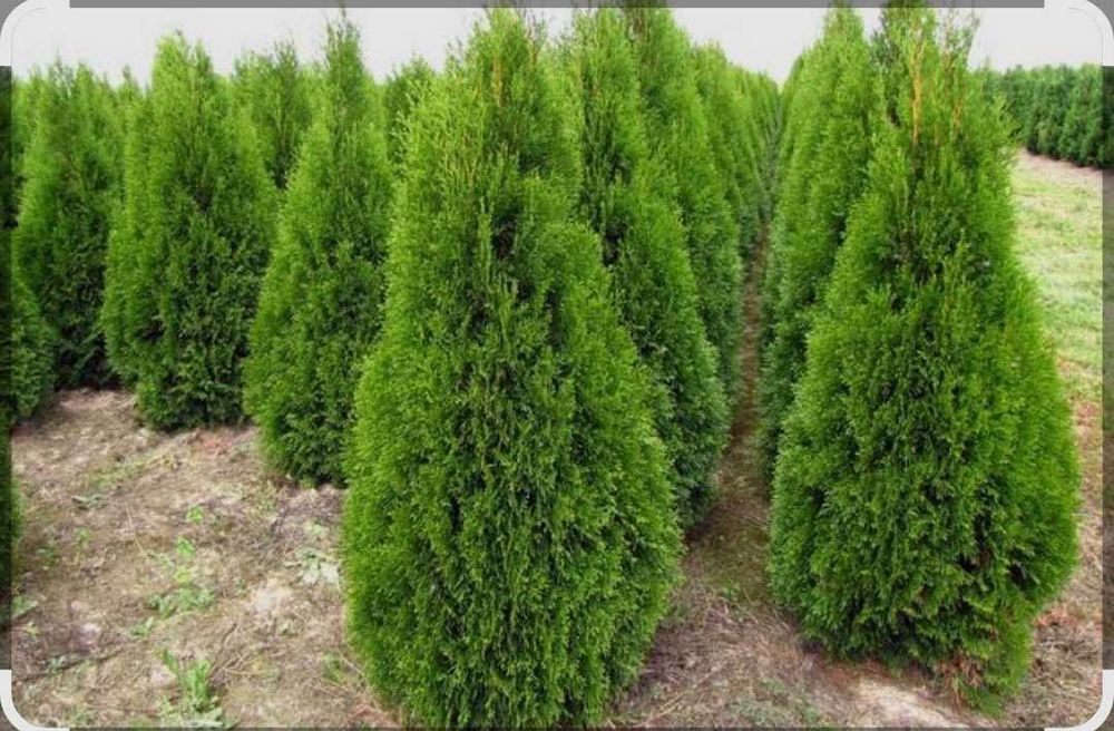 Дарахт ва гуларингизга курт ва кумурсхаларга карши дори сепиб берамиз!