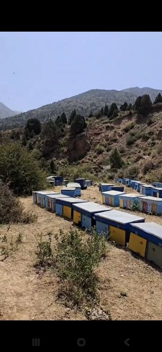 Toza hsor tog' asali