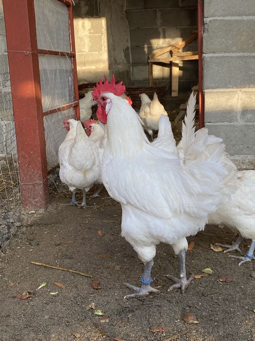 Oua incubat La Bresse