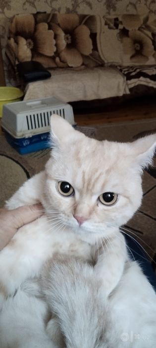 Вязкая с золотистая шиншила!