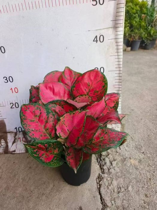 Tabiiy gullar табиий гуллар tuvaklar тувак гаршок  удабрения дорилар