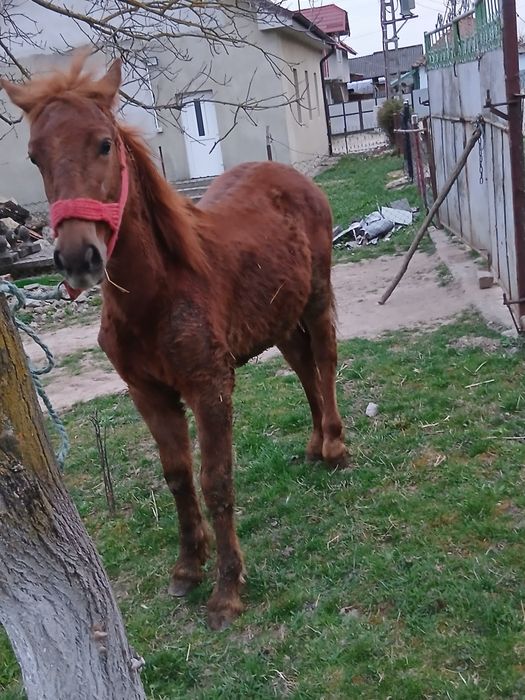 Mânz de vânzare de 8 luni