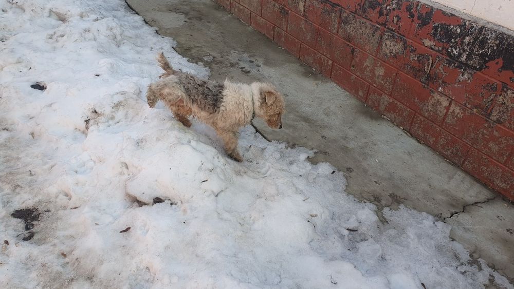 Фокстерер кабель на вязку