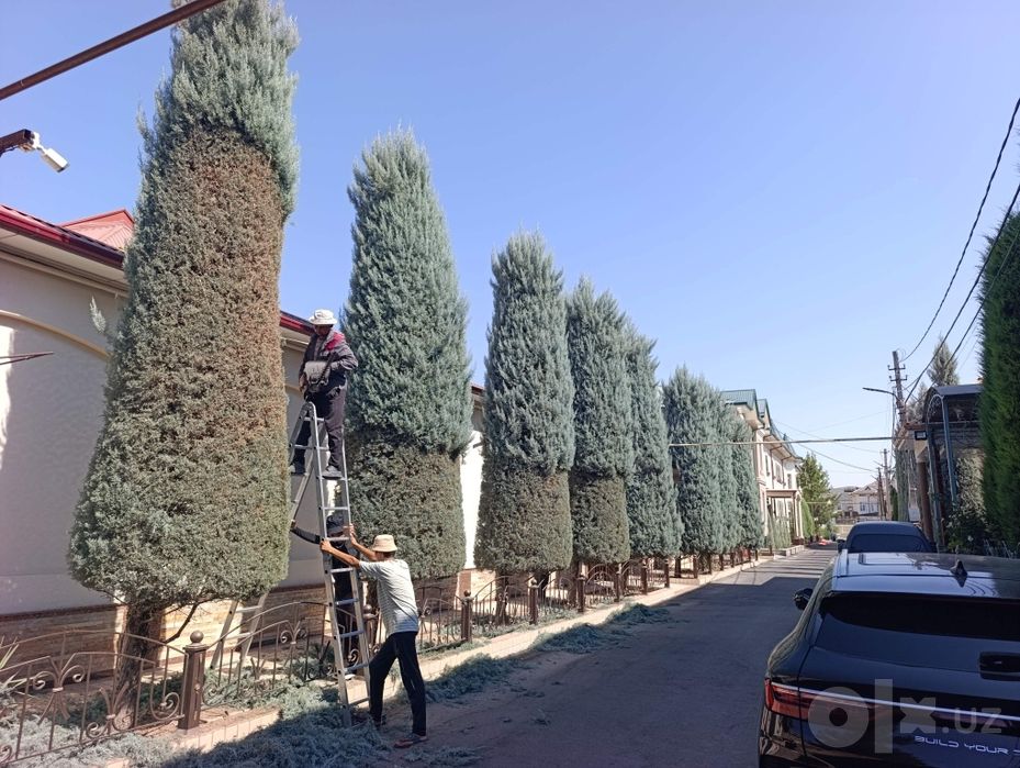 Арча кесиш дорилаш