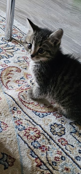 Отдам бесплатно котёнка