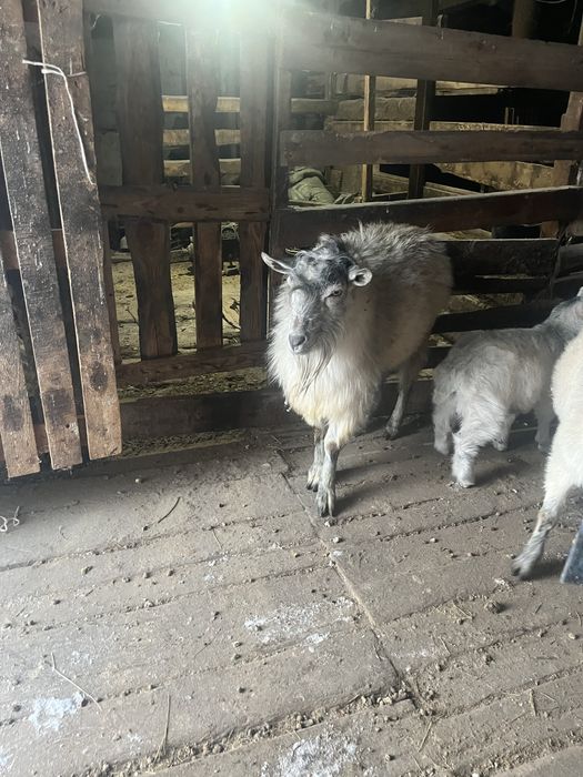 Продается корова первотелка стельная