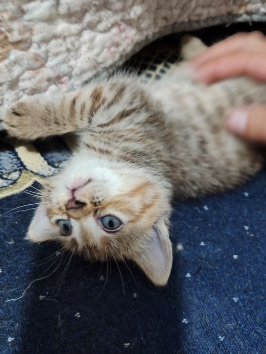 Домашний Котят, раздаю бесплатно