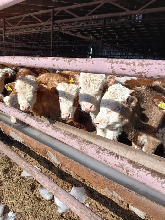 Ақбас патсостар  сатылымда бар