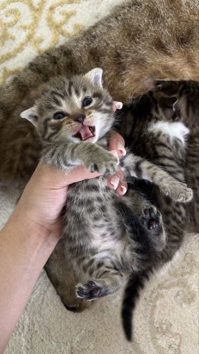 шотландская кошка