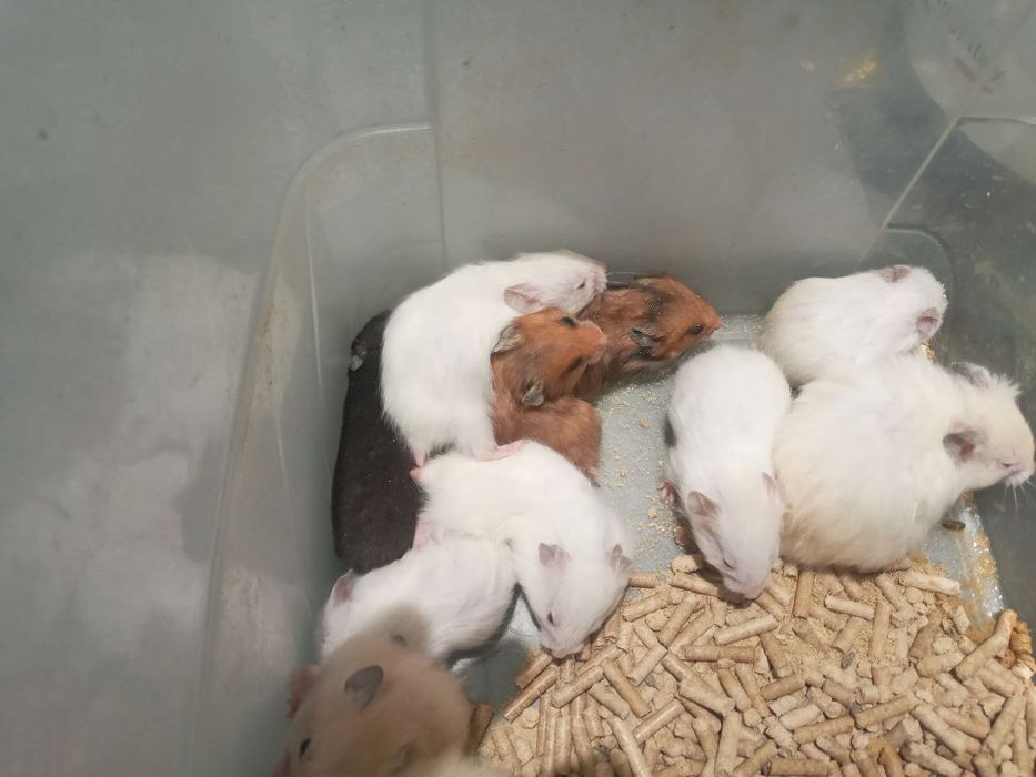 Xomyak bolalari arzon narxlarda