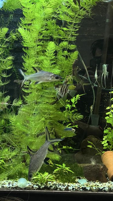 Акулий барбус «акулий бала»