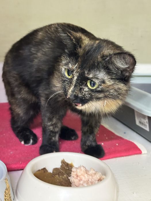 Кошечка Масяня в добрые руки