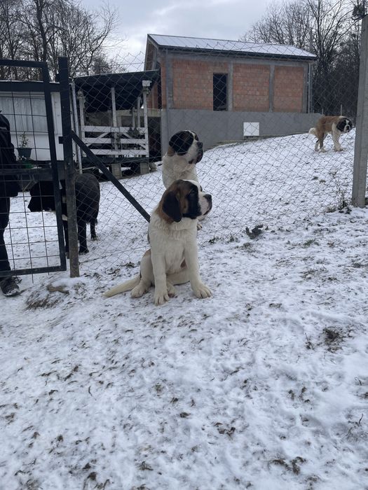 Femela Saint Bernard cu pedigree - par scurt