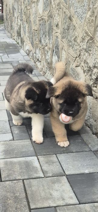 Mascul Akita American