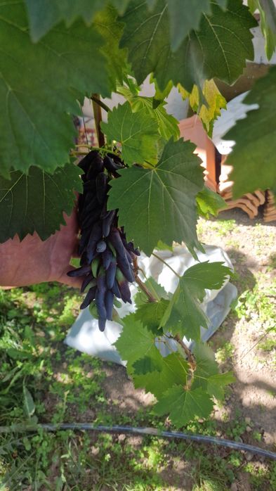 Vand corzi de vita de vie