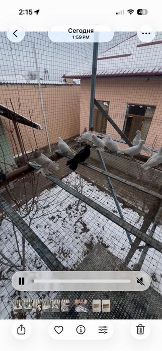 Голуби декоротивные