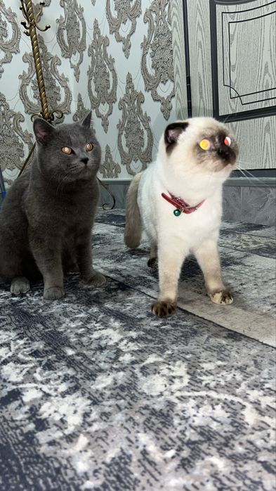 Turk ayol bilan uy qurilishi havaskor porno