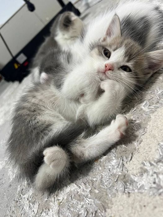 Scottish fold arzon narxda