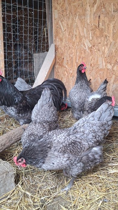 Oua australop albastru