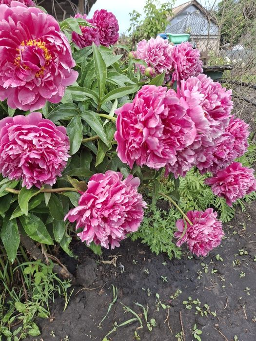 Продам пионы .Многолетний