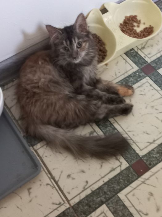 Котёнок девочка бесплатно