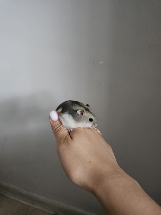 Новые клетки + хомячок в подарок
