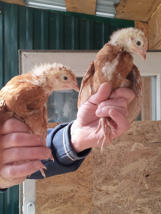 Продаются курочки Ломан браун