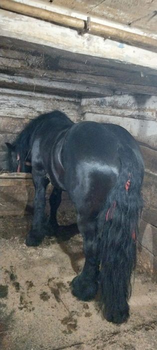 Armăsar negru pentru montă !!