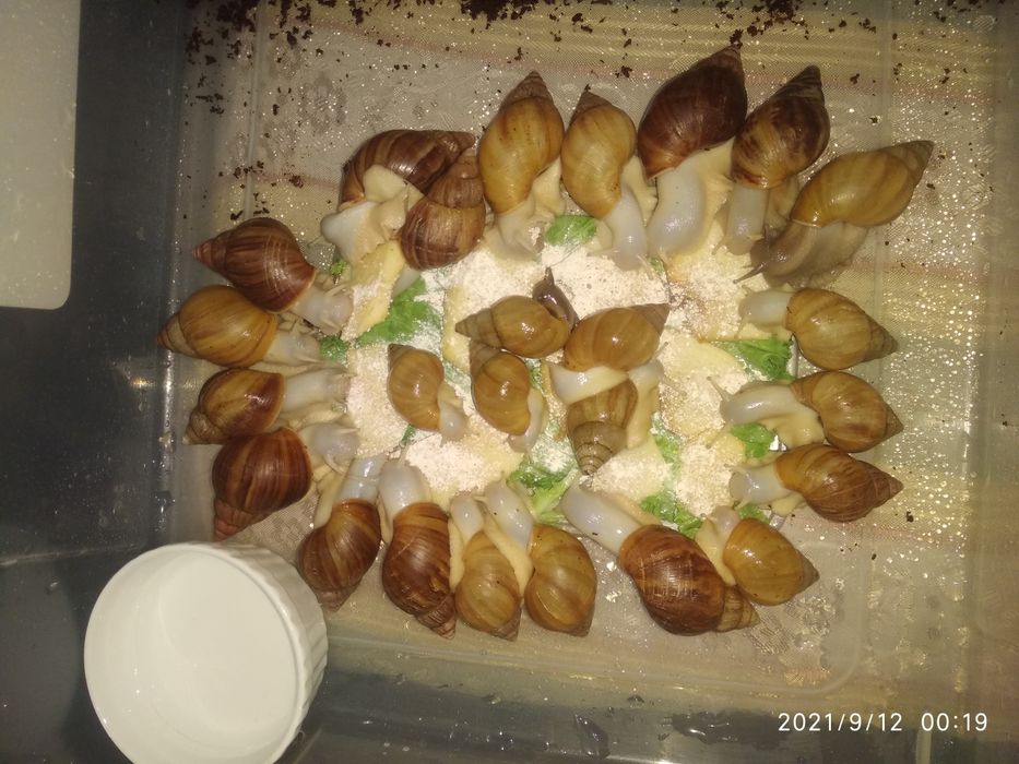 Улитки ахатина африканские