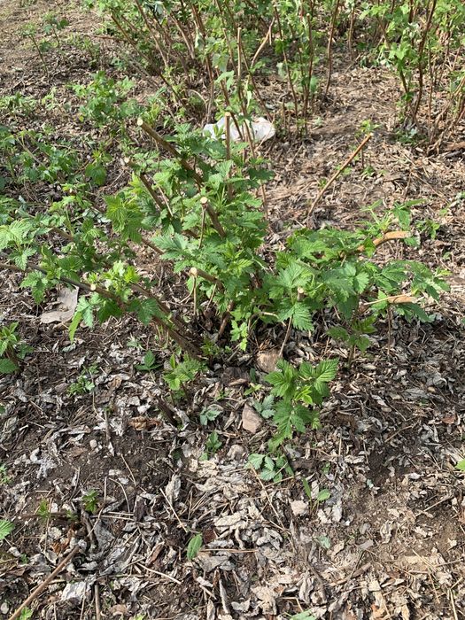 Малина ремонтантная