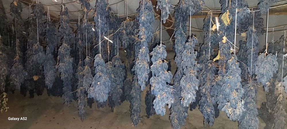 Сизларга 100% ишочли нихолларимизни таклиф қиламиз