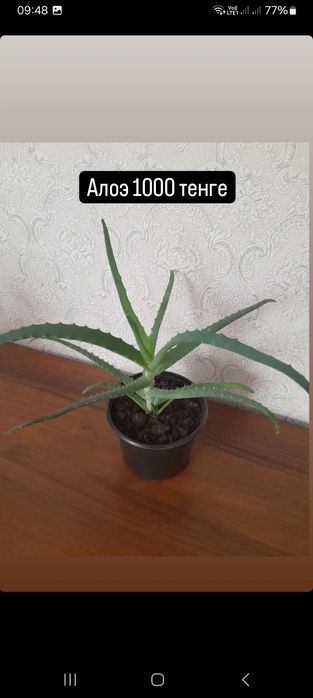 Алоэ взрослый в горшочке