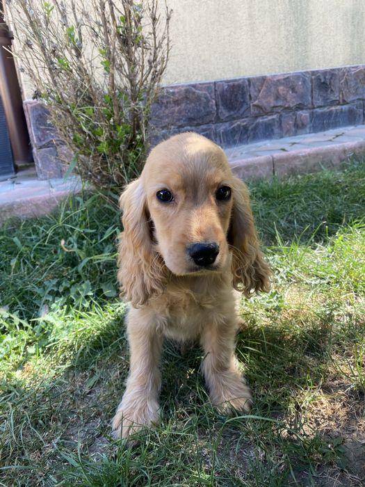 Cocker Spaniel baiat auriu